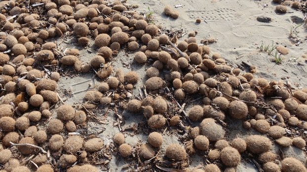 Mořská tráva jako netradiční tepelná izolace